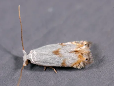 Pseudopostega crepusculella