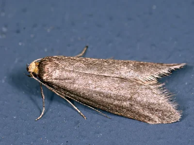 Agnoea (A.) subochreella