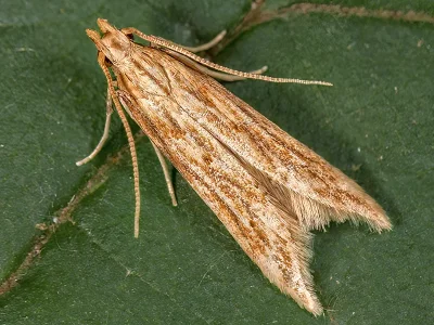 Orophia ferrugella