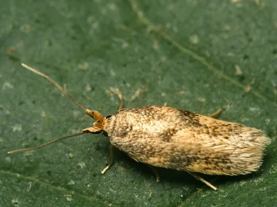 Opostega spatulella