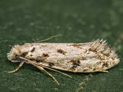 Nemapogon nevadella