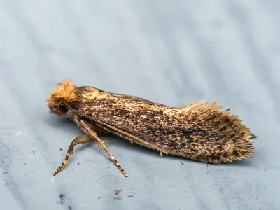 Monopis imella