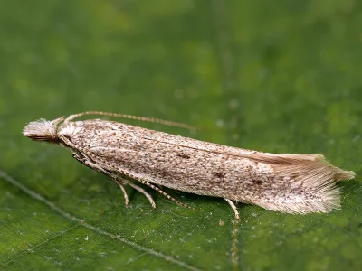 Megacraspedus tristictus