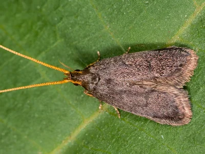 Lecithocera (L.) nigrana
