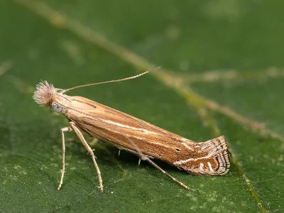 Isophrictis anthemidella