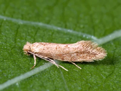 Infurcitinea rumelicella
