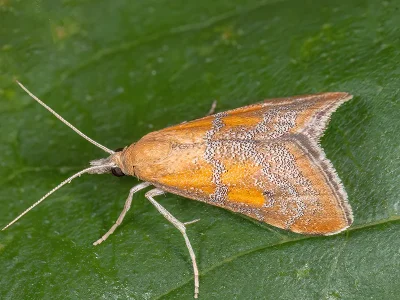 Hyperlais dulcinalis
