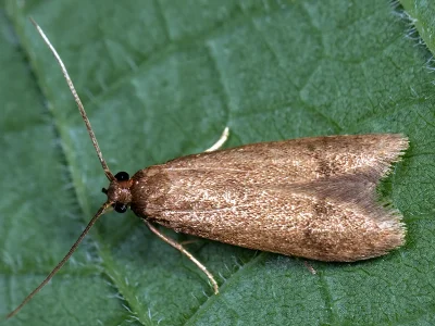 Hypatopa inunctella