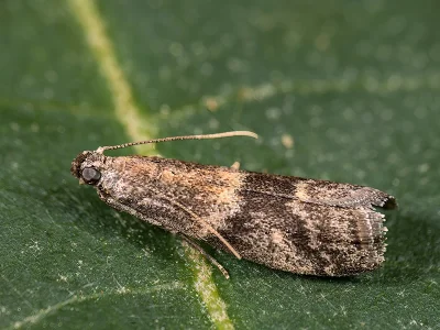 Glyptoteles leucacrinella