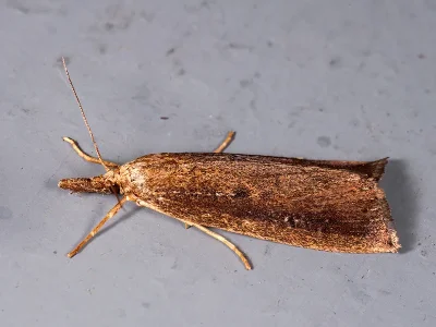 Friedlanderia cicatricella