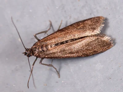 Episcythrastis tetricella