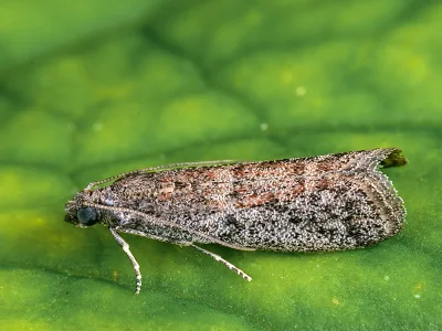 Ephestia woodiella