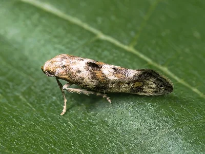 Epermenia (Calotripis) insecurella