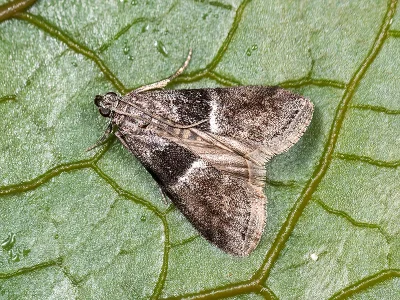 Elegia fallax