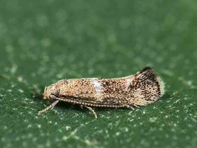 Elachista (Aphelosetia) squamosella
