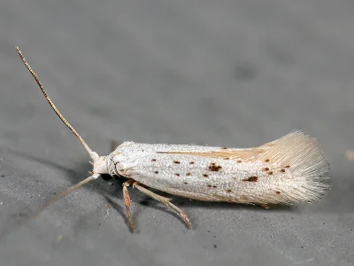 Elachista (Aphelosetia) elsaella