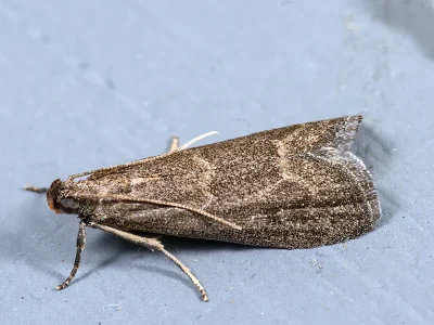 Eccopisa effractella