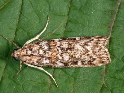 Dioryctria schuetzeella