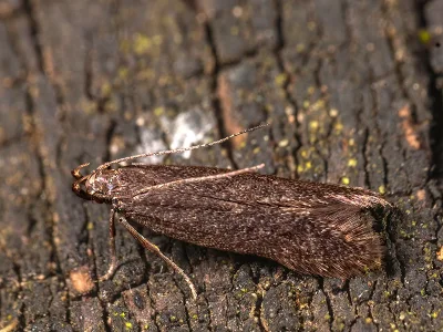 Dichomeris latipennella