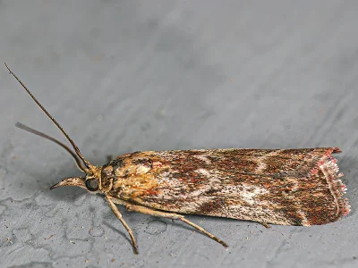 Delplanqueia dilutella