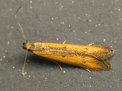 Mesophleps trinotella