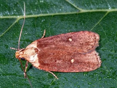 Agonopterix furvella