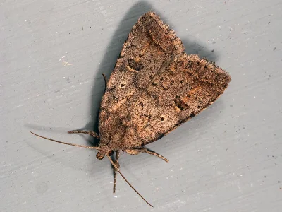 Athetis (A.) furvula