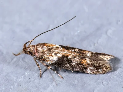Caryocolum alsinella