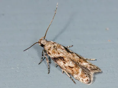 Caryocolum blandelloides