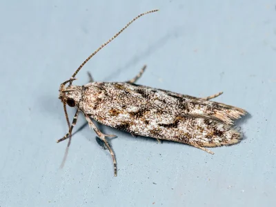 Caryocolum kroesmanniella