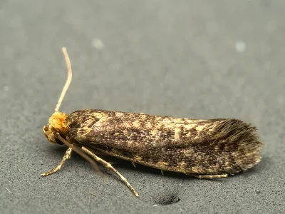 Cephimallota angusticostella