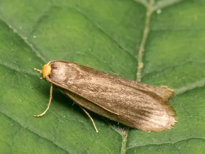 Cephimallota crassiflavella
