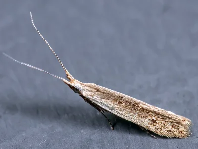 Coleophora unipunctella