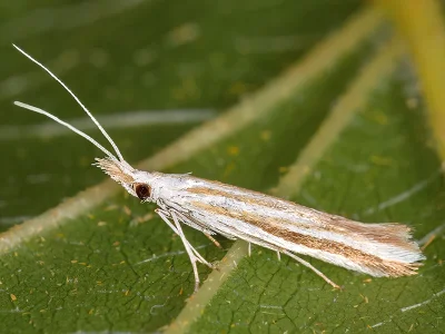 Coleophora ditella