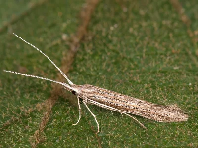 Coleophora directella