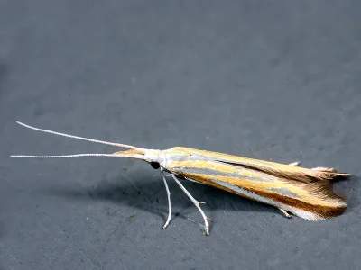 Coleophora conspicuella