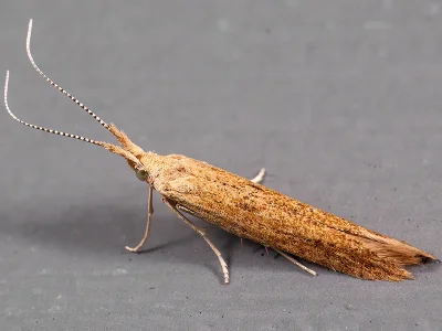 Coleophora clypeiferella