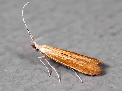 Coleophora ballotella