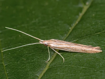 Coleophora asteris