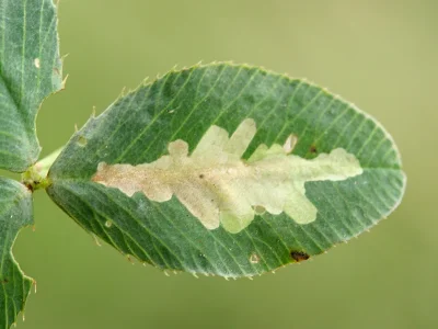 Parectopa ononidis