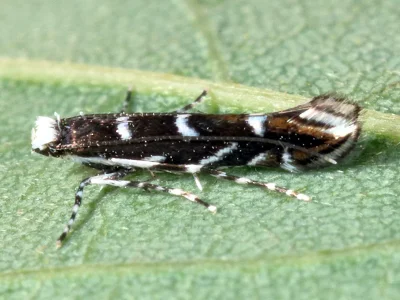 Parectopa robiniella