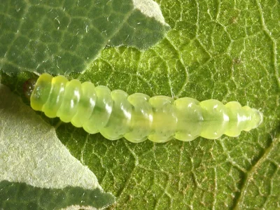 Parectopa robiniella