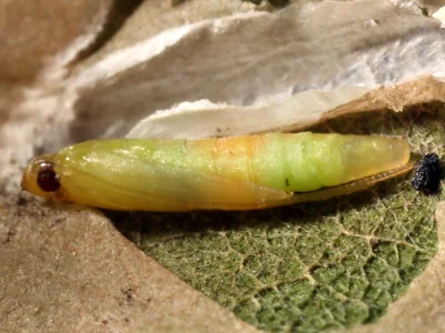 Parectopa robiniella