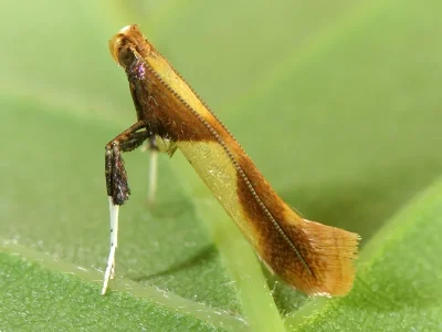 Caloptilia alchimiella