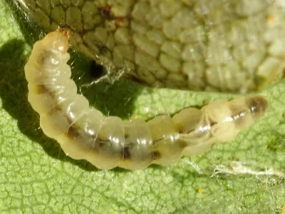 Caloptilia alchimiella
