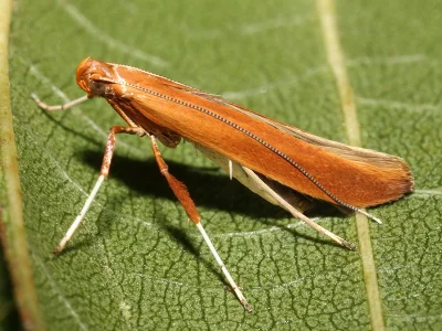 Caloptilia elongella