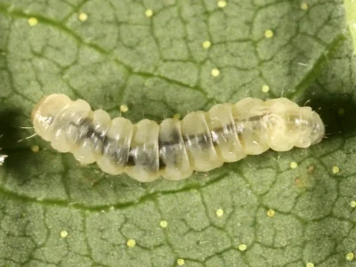 Caloptilia fidella