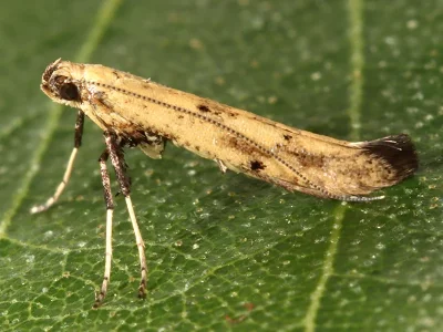 Caloptilia populetorum
