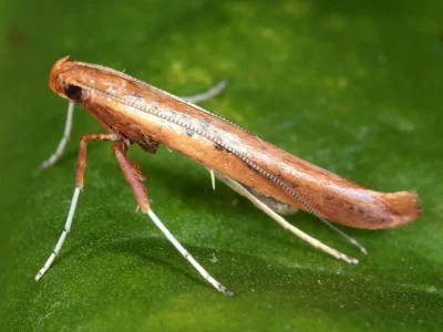 Caloptilia roscipennella
