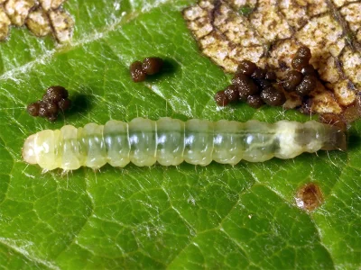 Caloptilia stigmatella